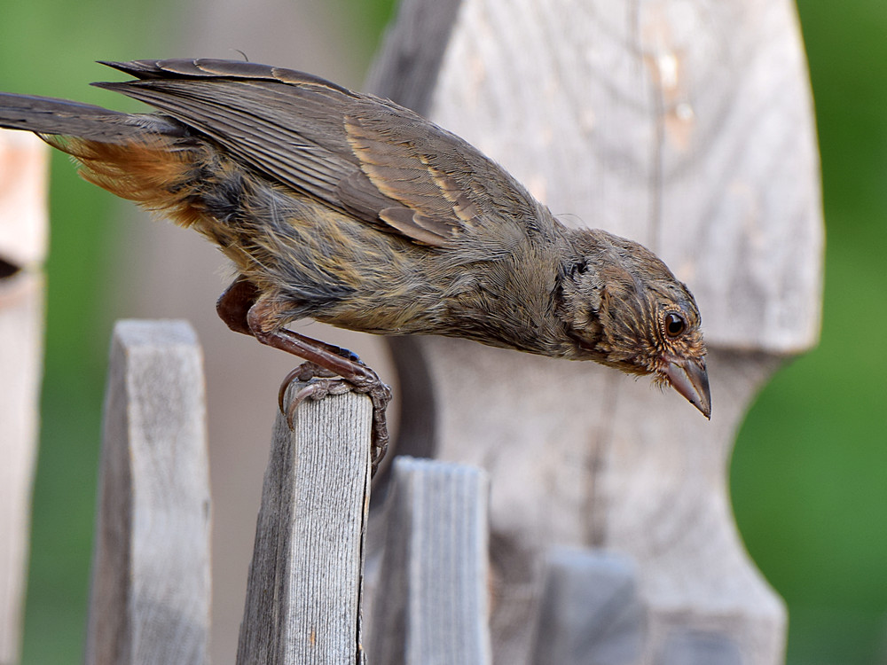 Towhee2.jpg