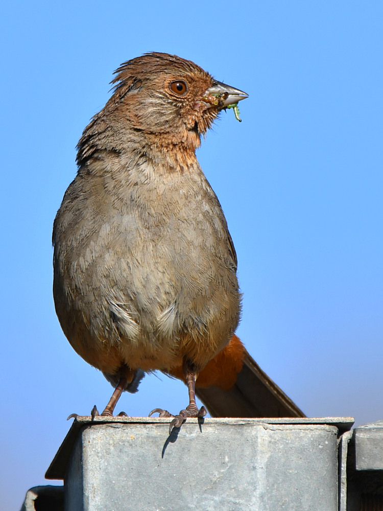 Towhee2.jpg