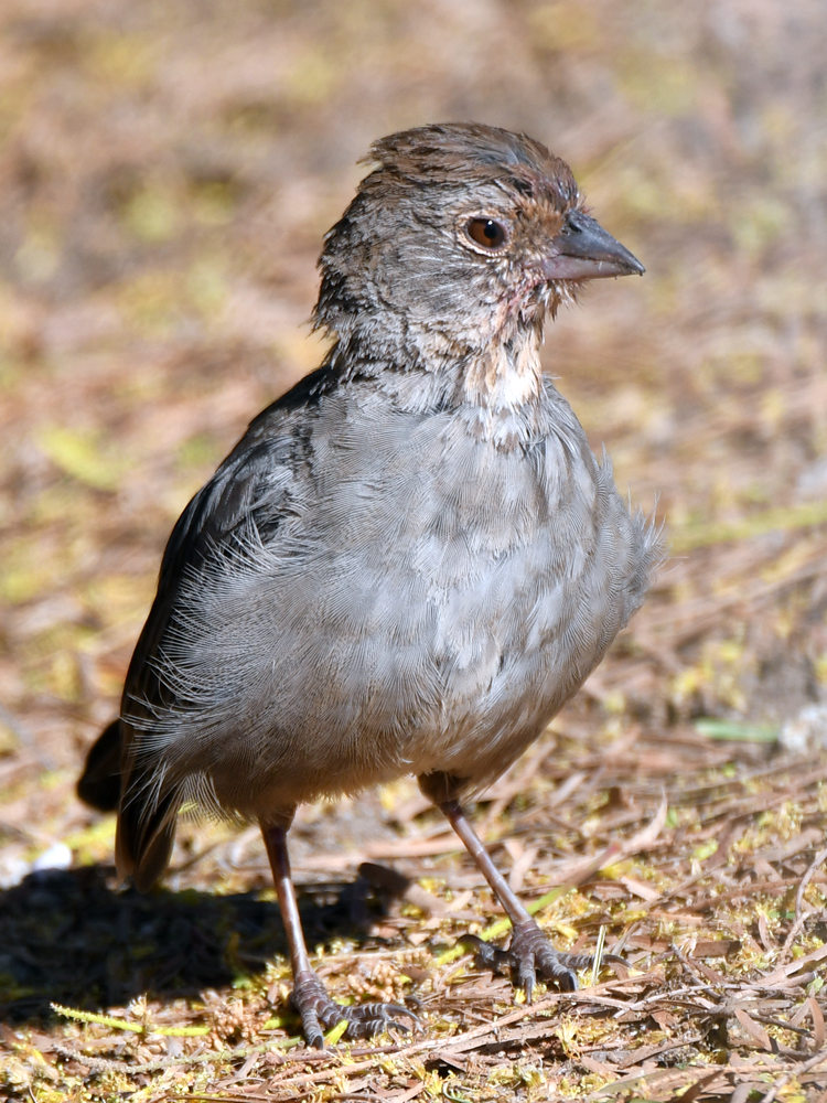 Towhee2.jpg