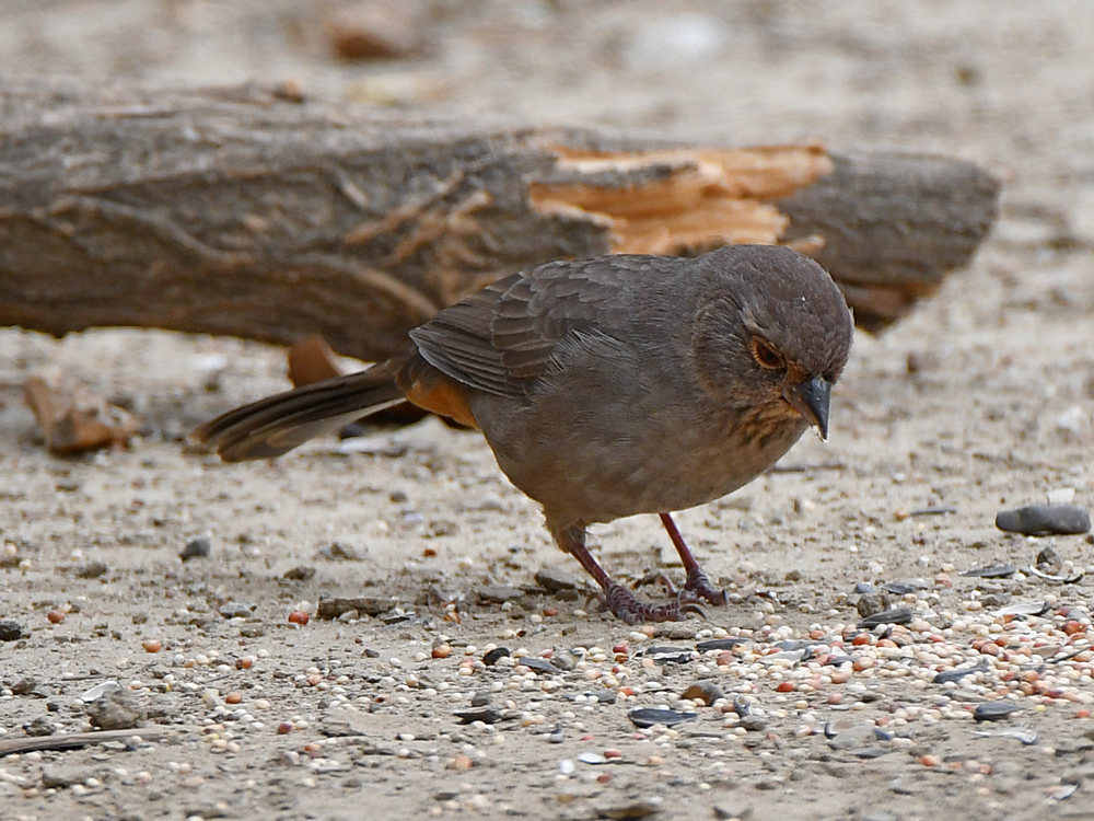Towhee2.jpg
