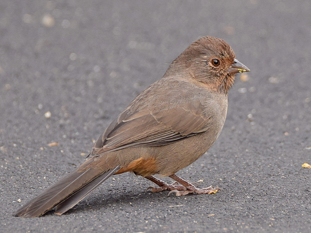 Towhee2.jpg