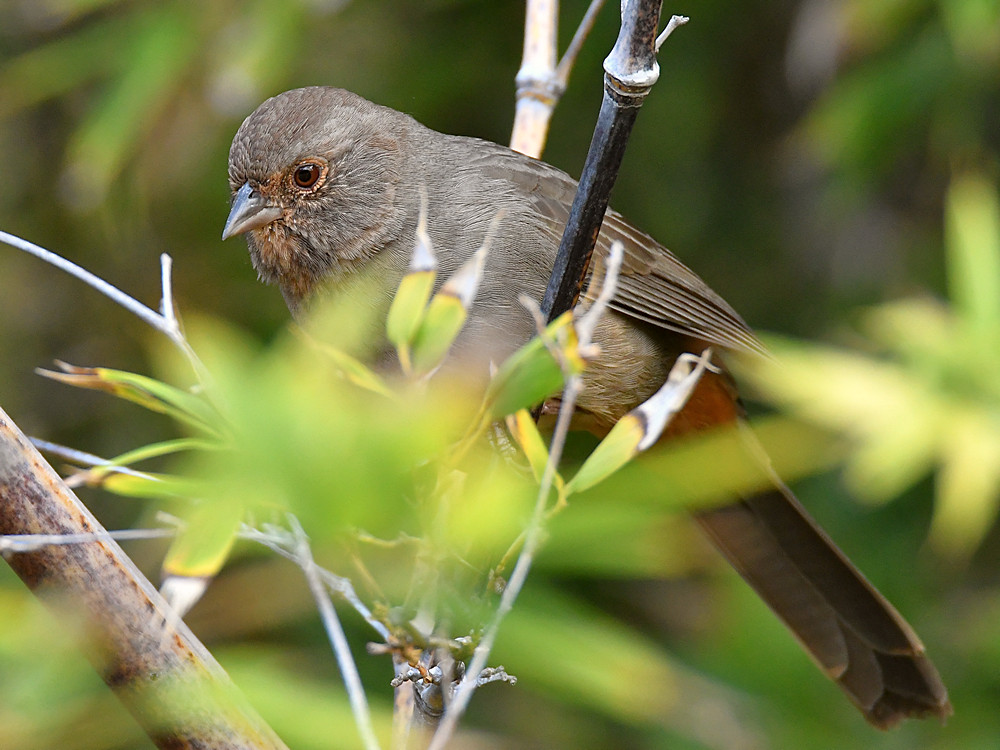 Towhee2.jpg
