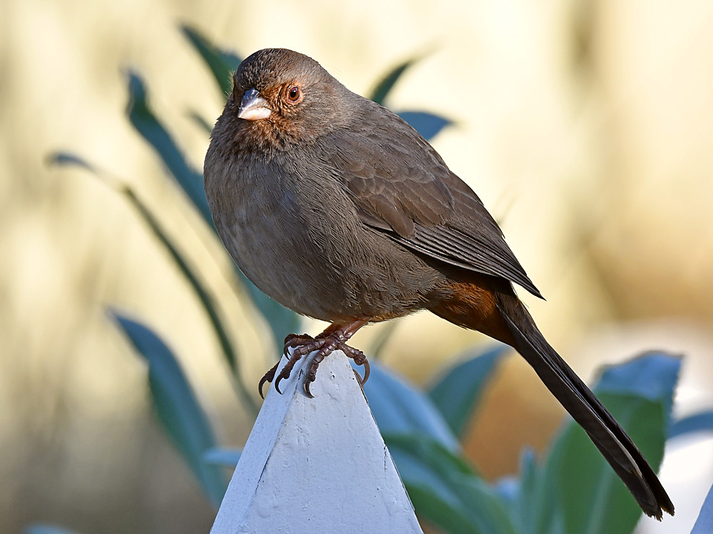 Towhee2.jpg