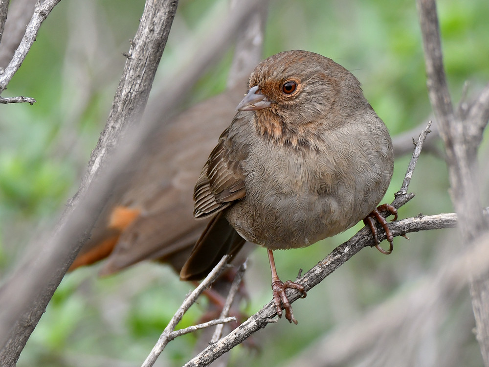 Towhee2.jpg