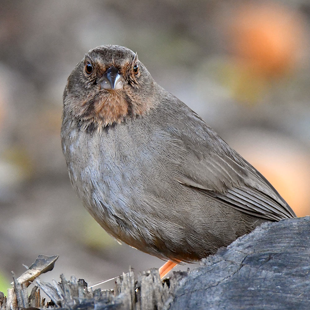 Towhee2.jpg