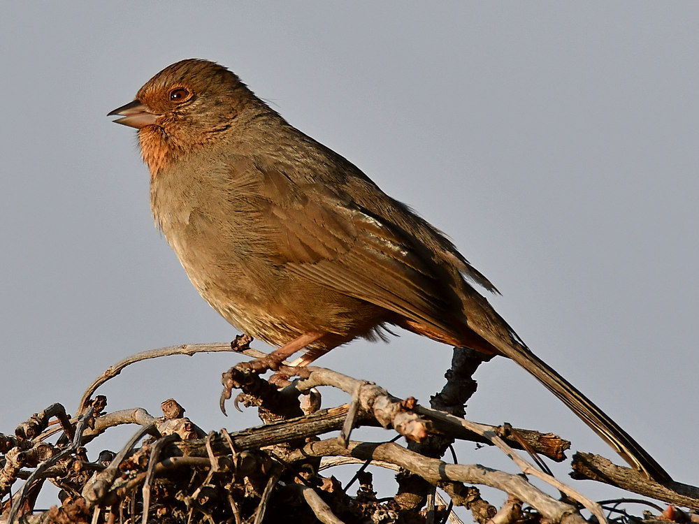 Towhee2.jpg