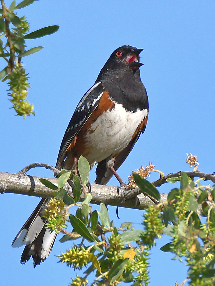 Towhee2.jpg
