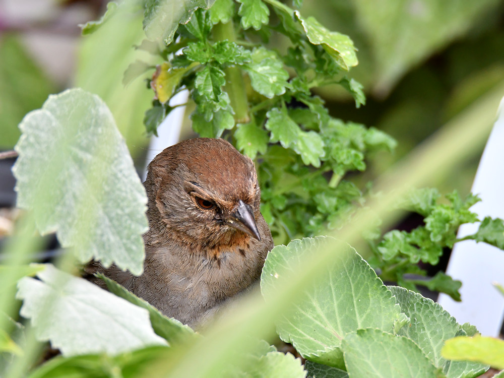 Towhee2.jpg