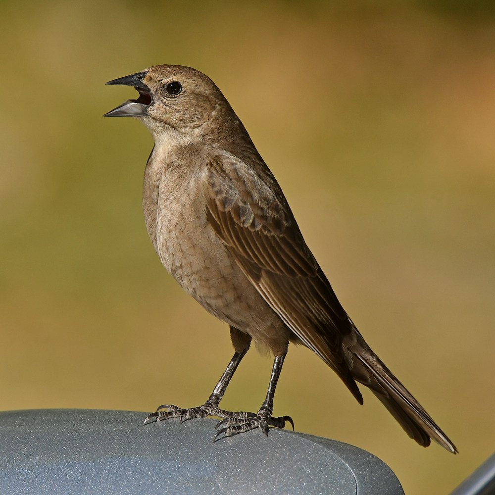 Towhee2.jpg