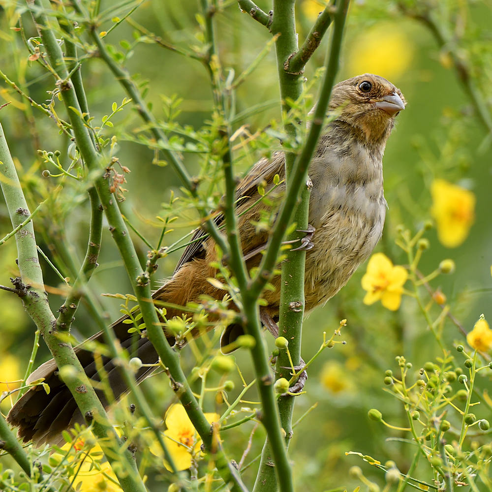 Towhee2.jpg
