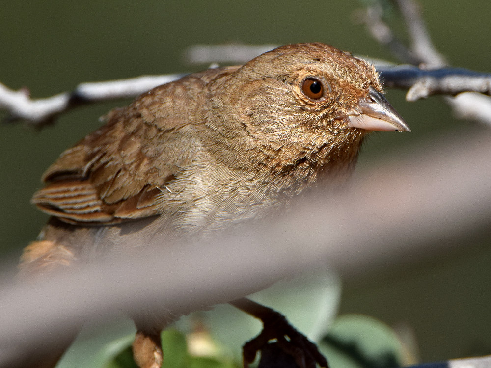 Towhee2.jpg