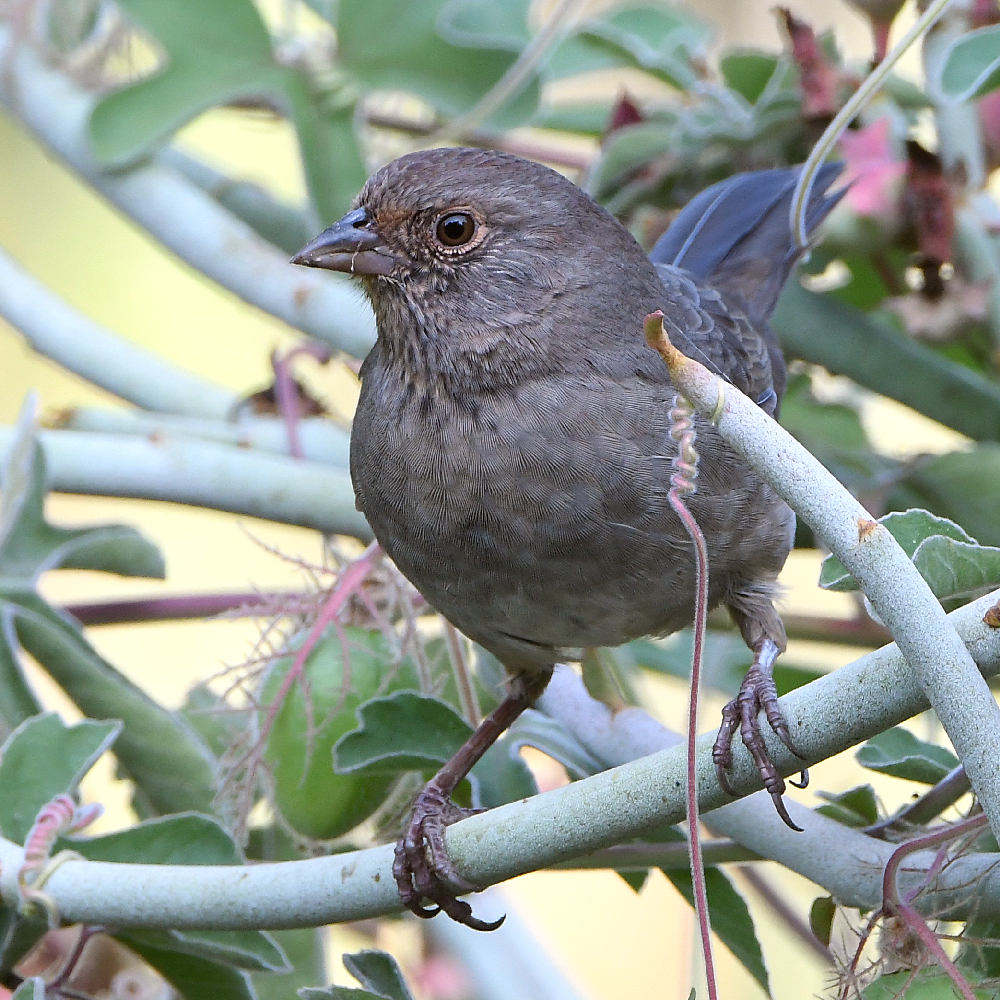 Towhee2.jpg