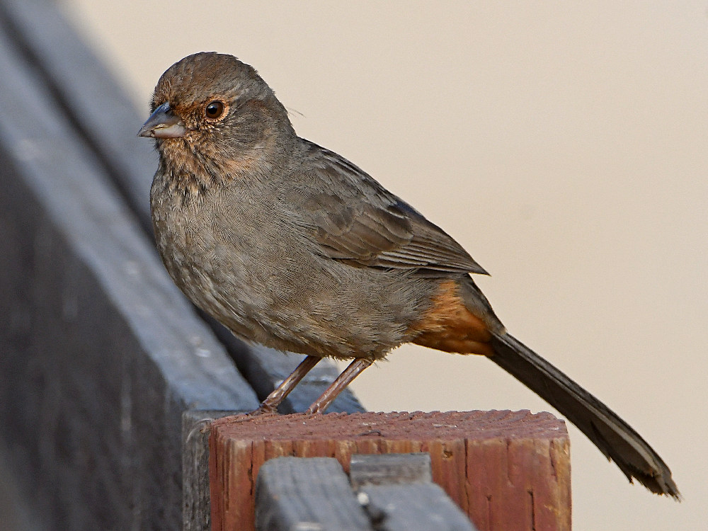 Towhee2.jpg