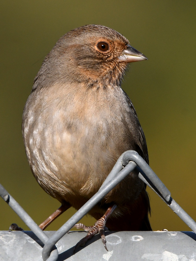 Towhee2.jpg