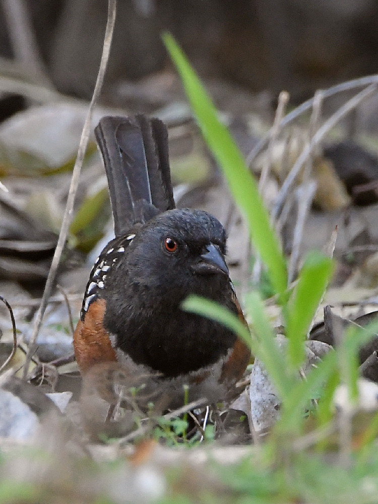 Towhee2.jpg