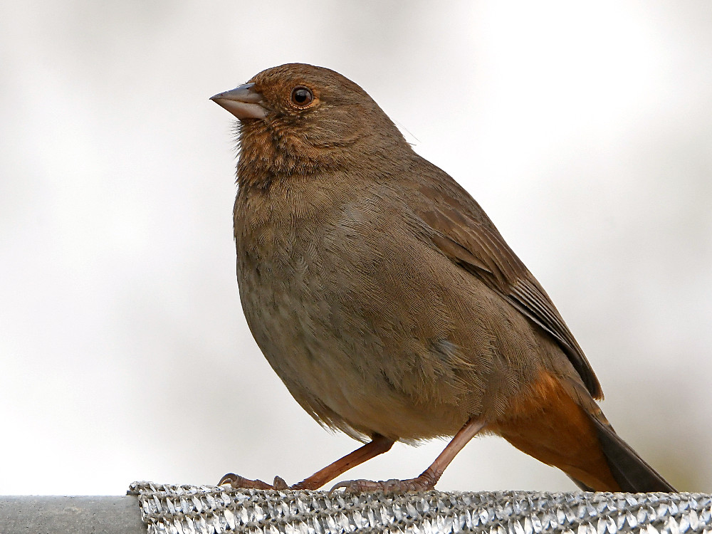 Towhee2.jpg
