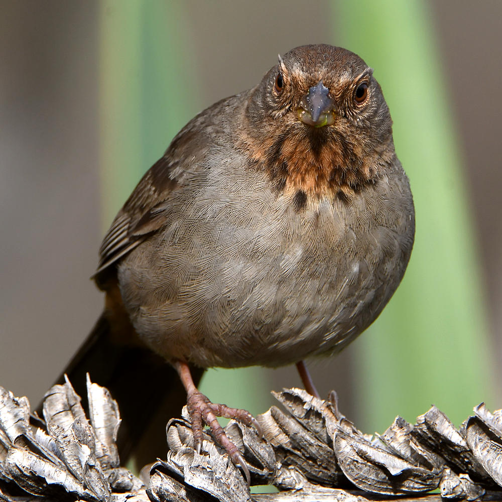 Towhee2.jpg
