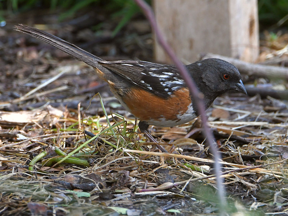 Towhee2.jpg