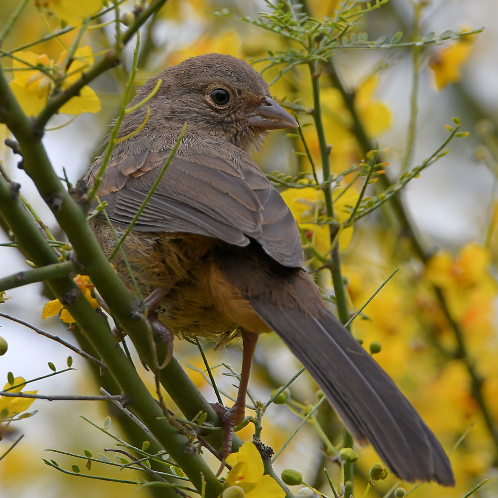 Towhee2.jpg