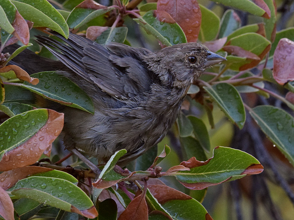 Towhee2.jpg