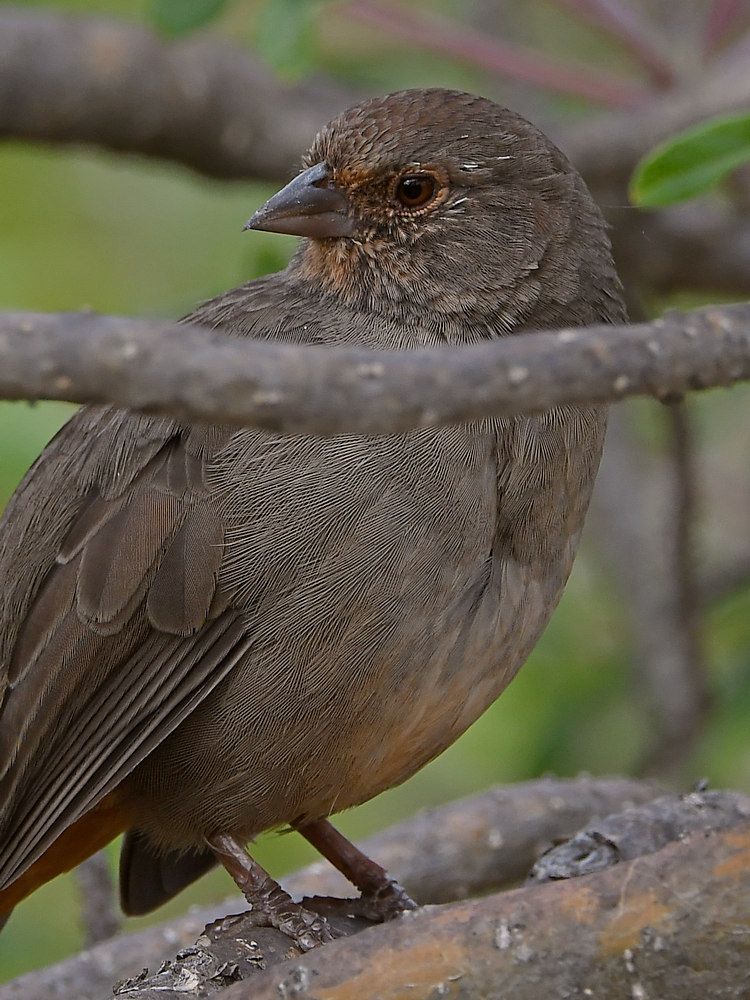 Towhee2.jpg