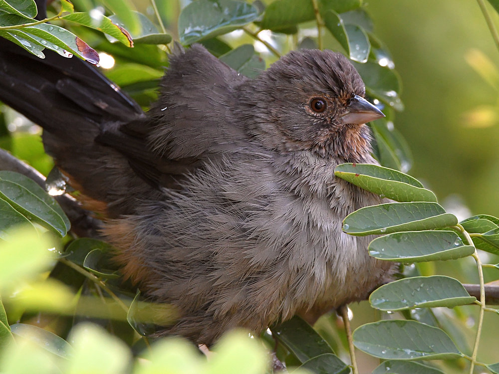 Towhee2.jpg