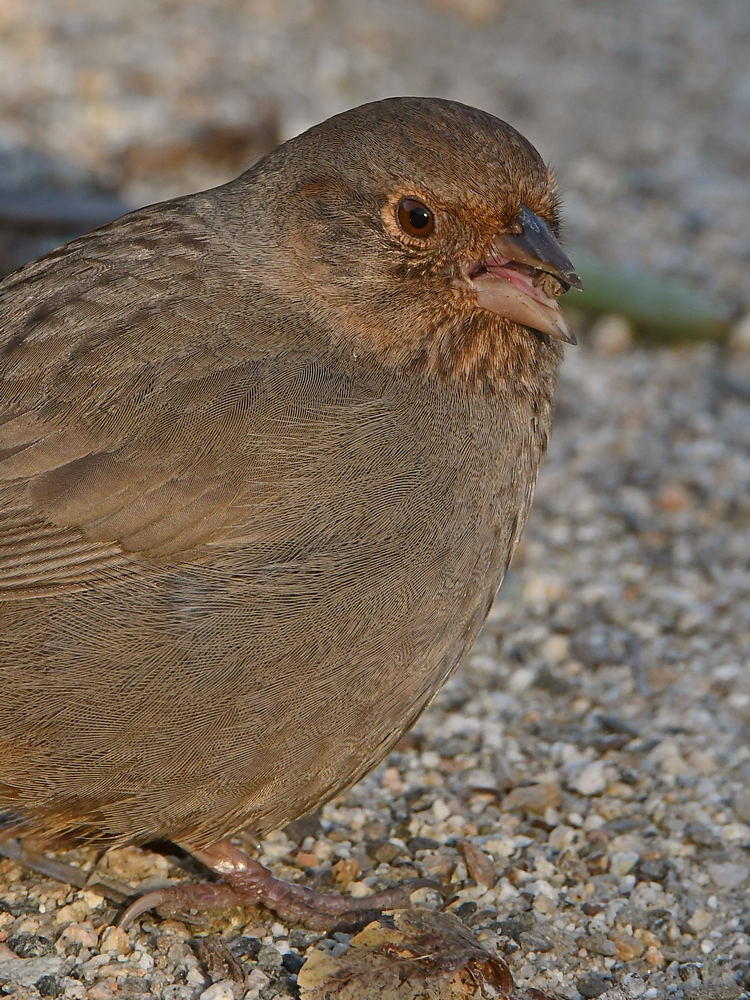 Towhee2.jpg
