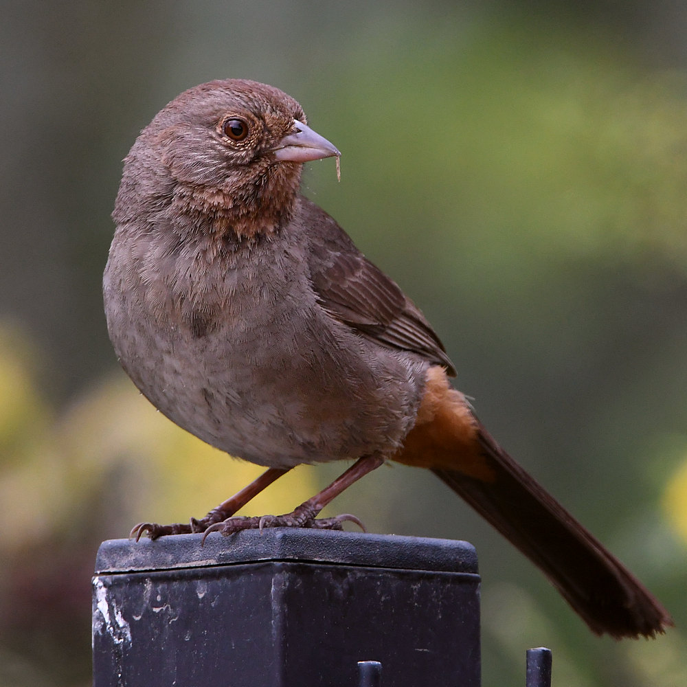 Towhee2.jpg