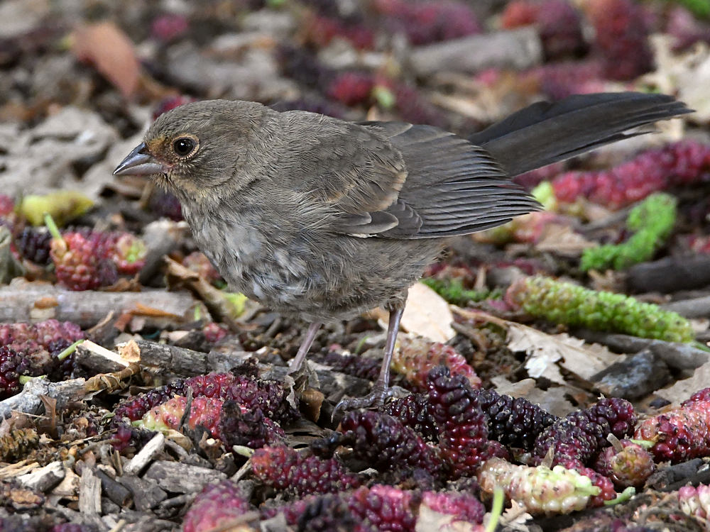 Towhee2.jpg