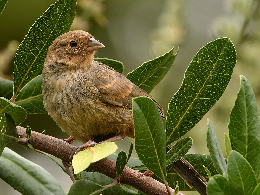 Towhee2.jpg