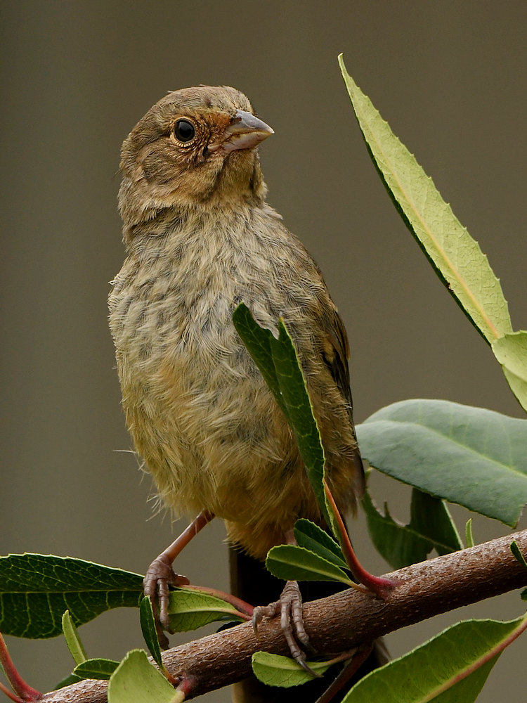 Towhee2.jpg