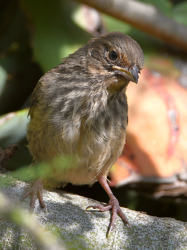Towhee2.jpg