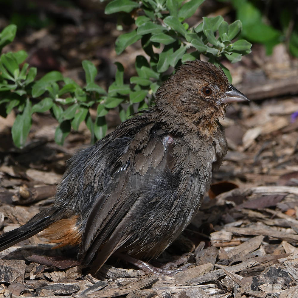 Towhee2.jpg