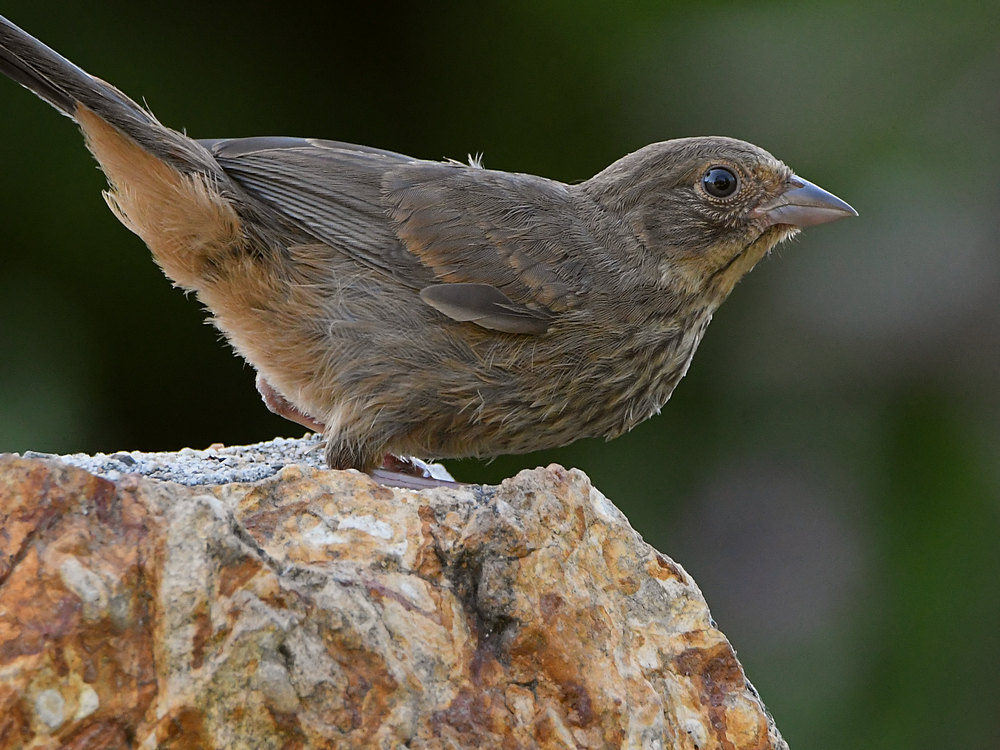 Towhee2.jpg