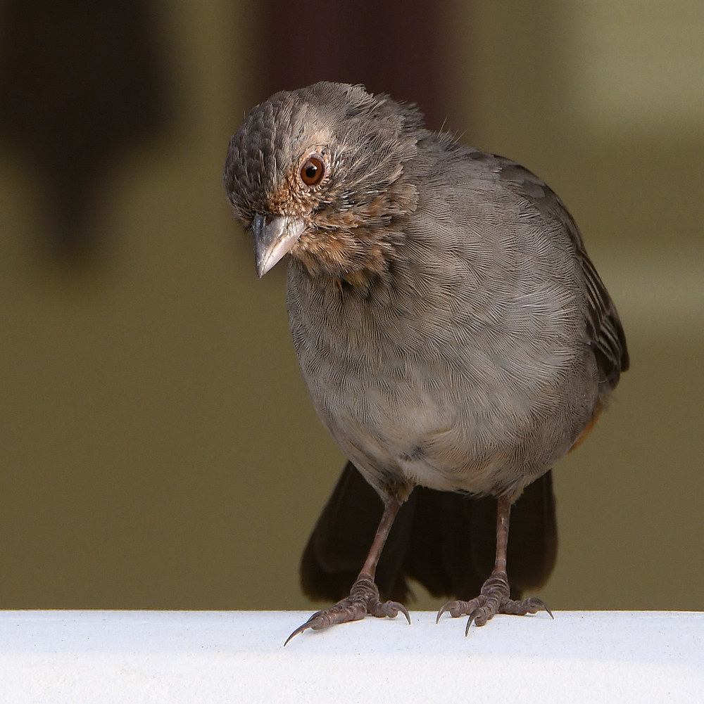 Towhee2.jpg
