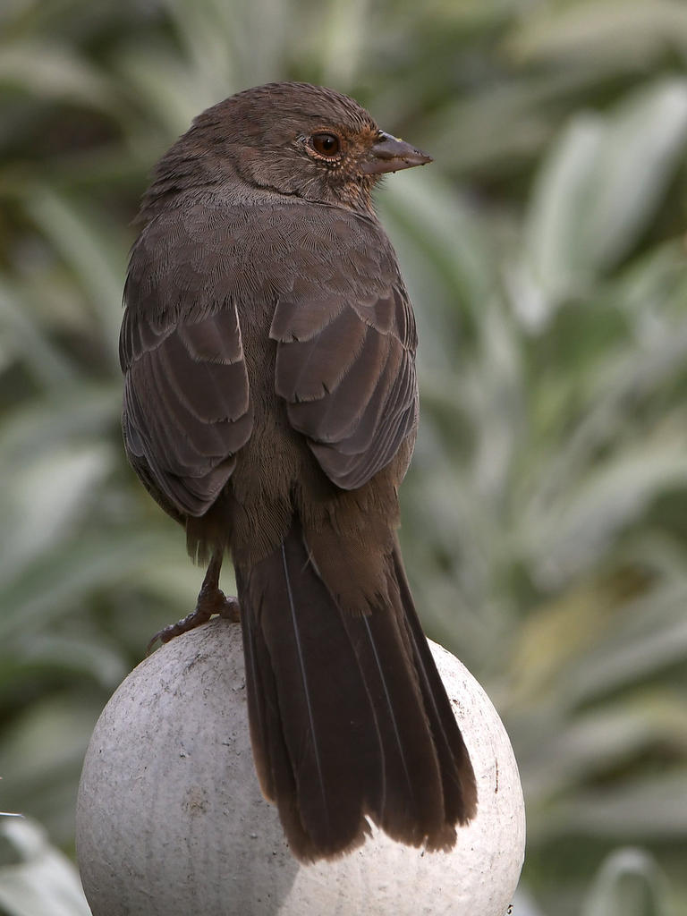 Towhee2.jpg