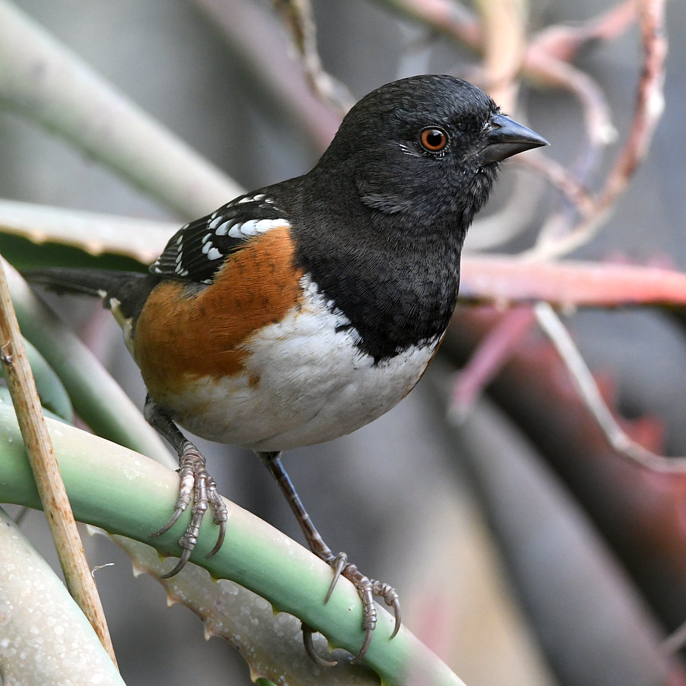 Towhee2.jpg