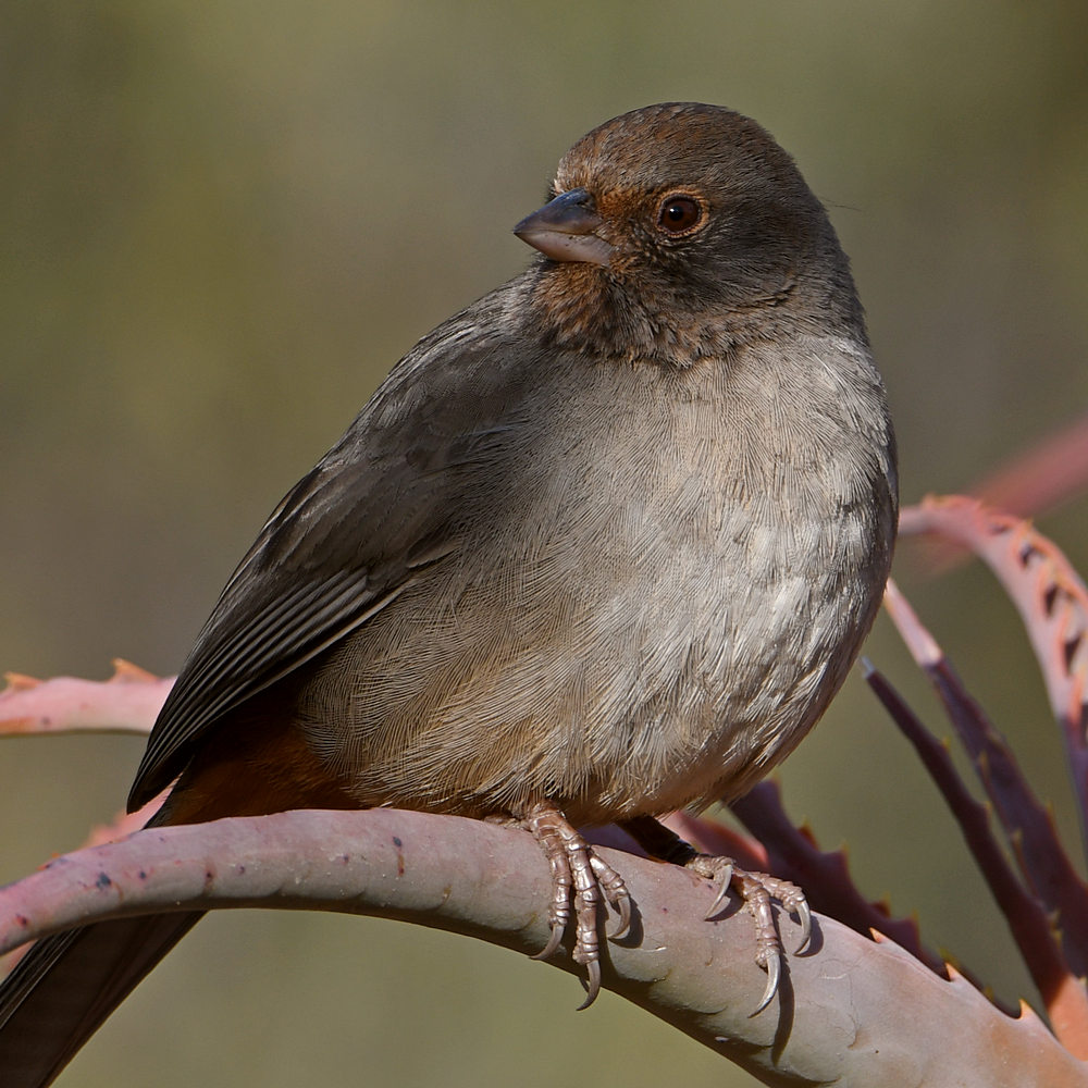Towhee2.jpg