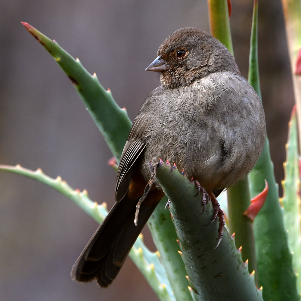 Towhee2.jpg