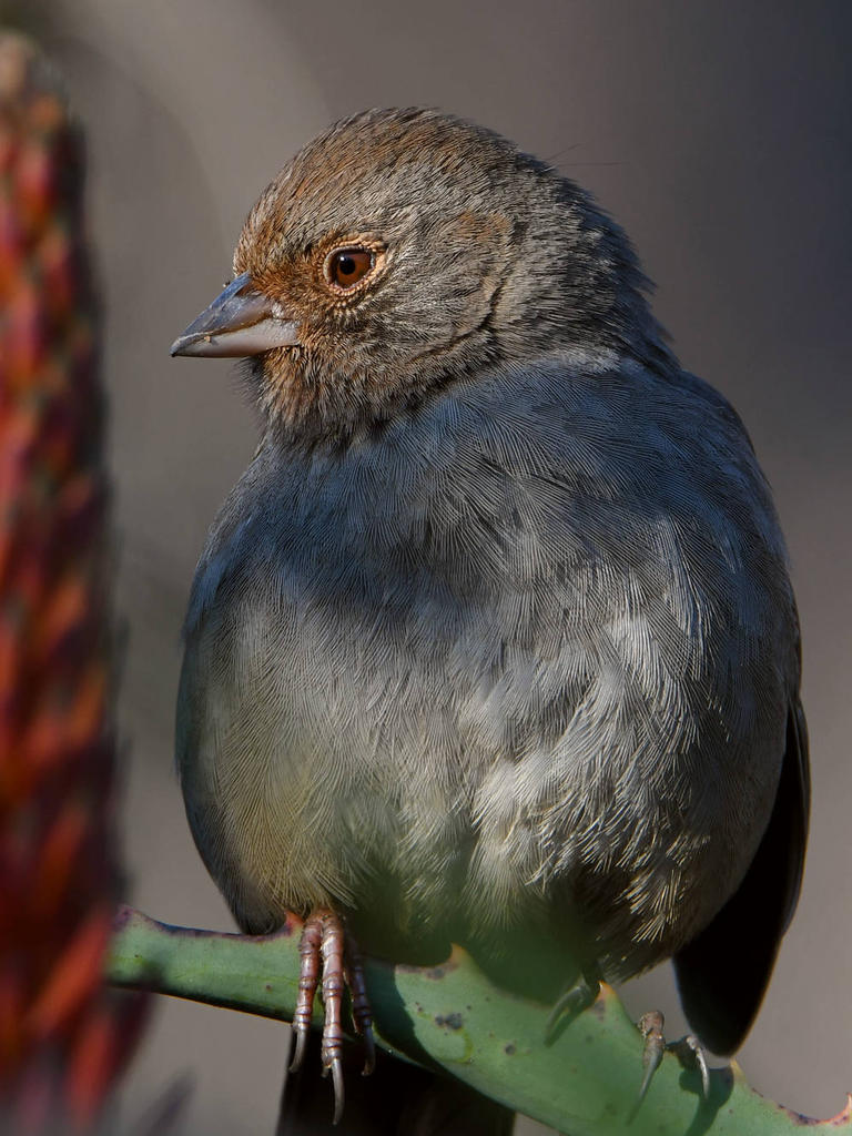 Towhee2.jpg
