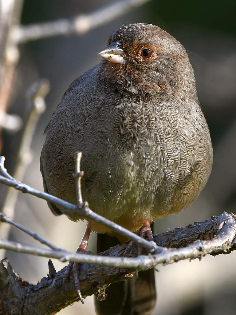 Towhee2.jpg