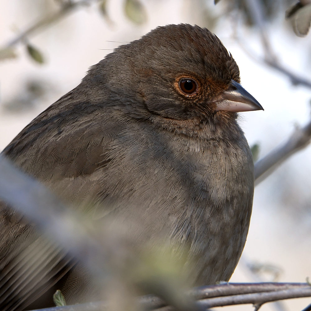 Towhee2.jpg