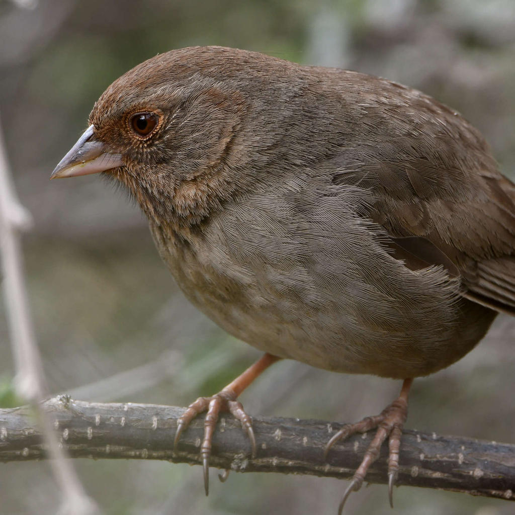 Towhee2.jpg