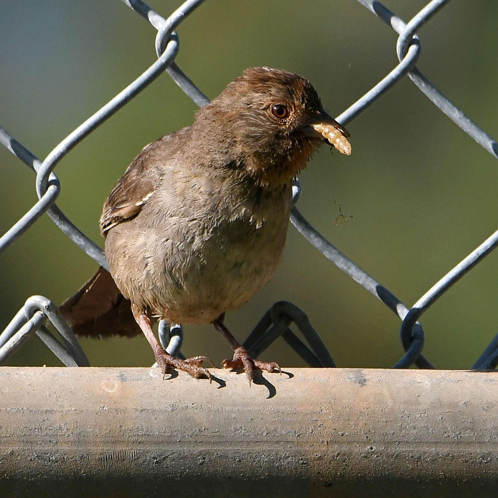 Towhee2.jpg