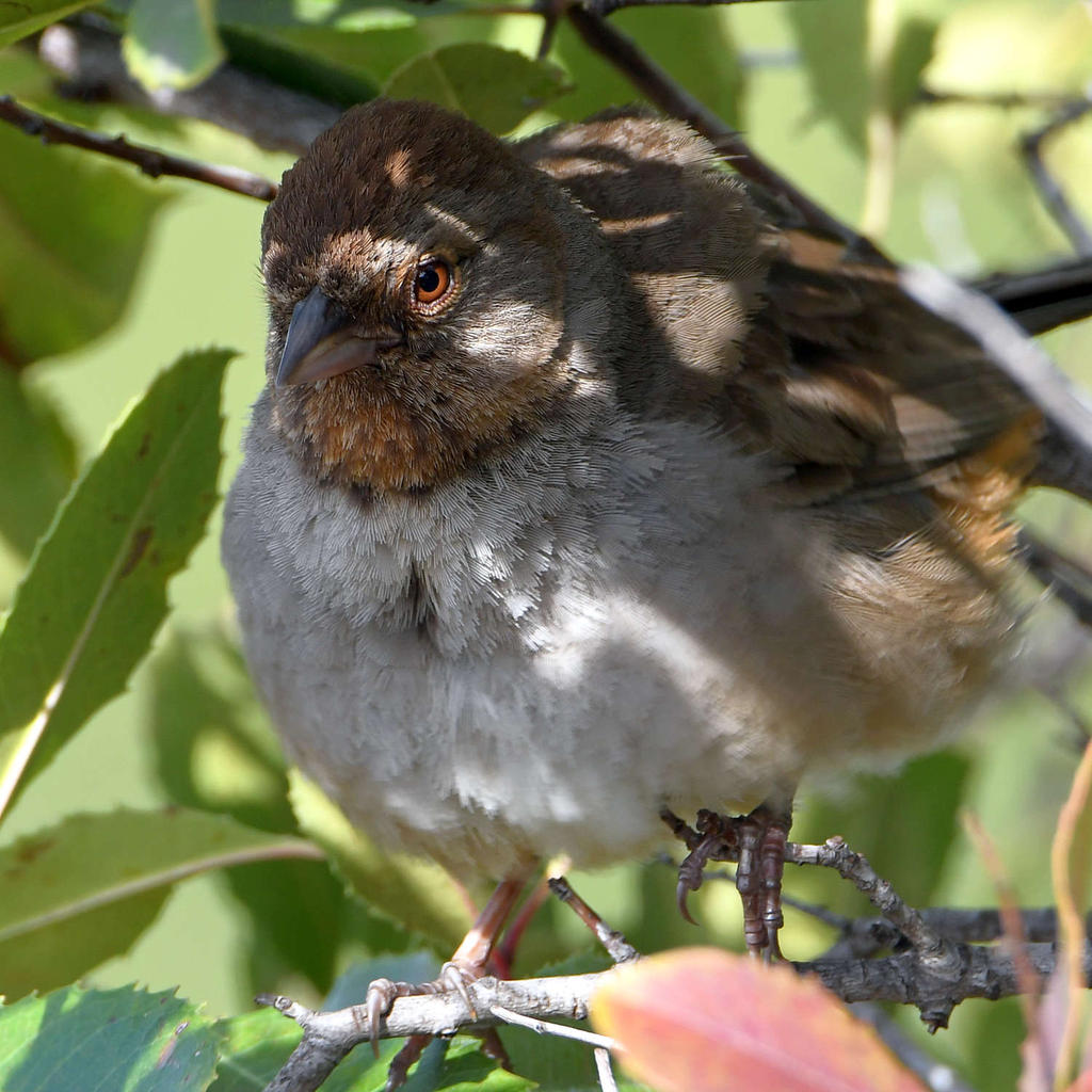 Towhee2.jpg