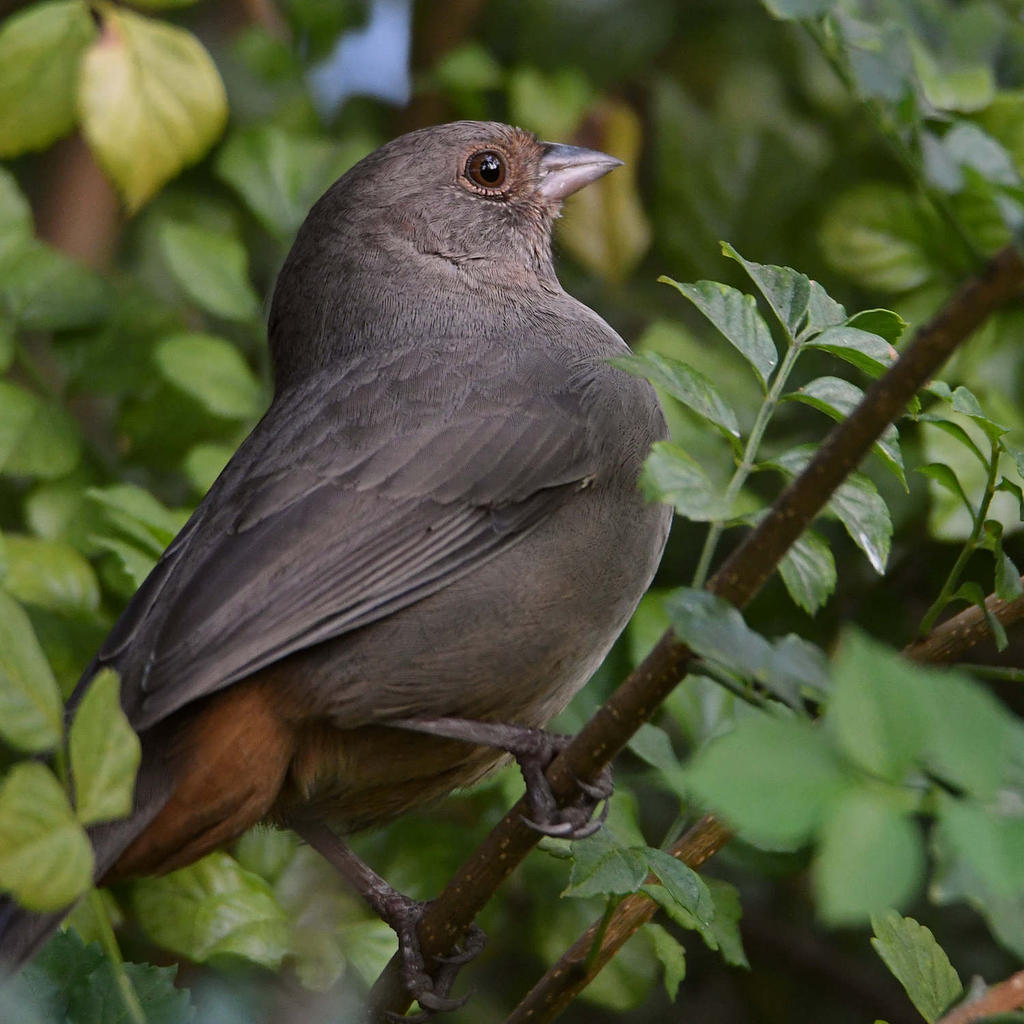 Towhee2.jpg