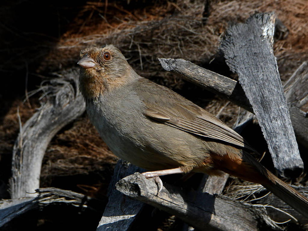 Towhee2.jpg