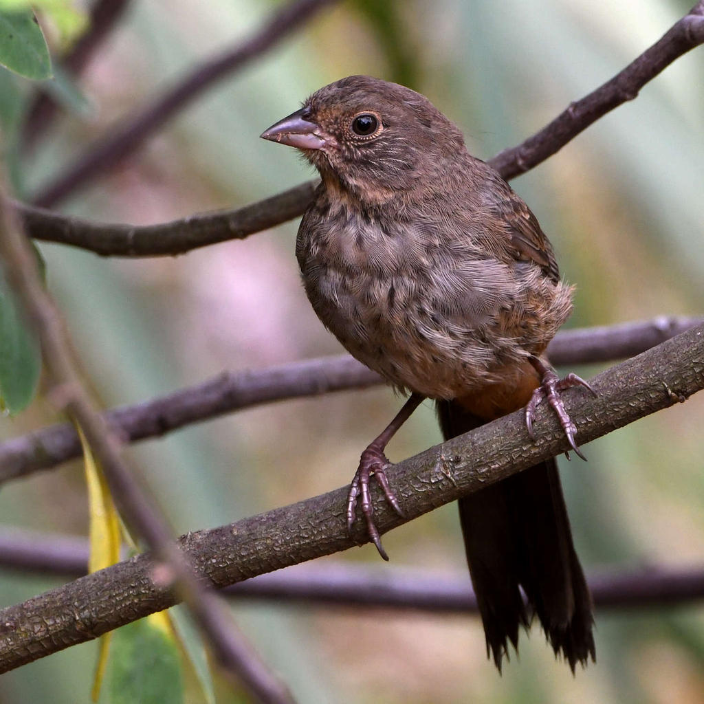 Towhee2.jpg