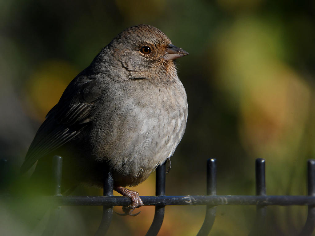 Towhee2.jpg