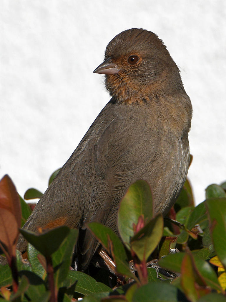 Towhee2.jpg